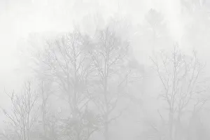 Deserted Forest Germany Prints: Bare deciduous trees in the fog