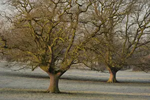 Deciduous Tree Branches Prints: Two bare oak (Quercus robur) trees