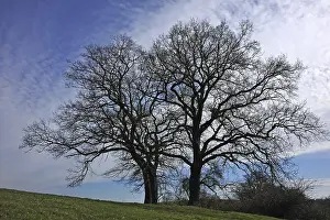 Germany Outdoor Photography Prints: Two bare oak trees (Quercus), Bentin