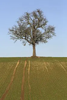 Deciduous Trees In Winter Prints: Bare tree