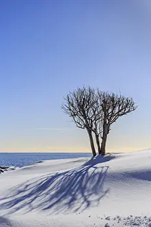 Lofoten Norway Prints: Bare tree casts shadow in snow
