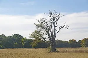 Blue Sky Landscape Germany Prints: Bare tree in a field in front of a blue sky