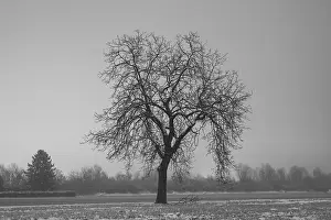 Deserted Tree In Snow Prints: Bare Tree at Night in Winter