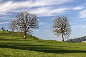 Prints of Bare tree in front of the sprout, Durrenroth, Emmental, Bern, Switzerland Bare tree in front of the sprout, Drrenroth, Emmental, Bern, Switzerland Map Prints: Bare Tree Print in Emmental, Switzerland