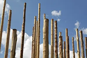 Deserted Tree Landscape Prints: Bare tree trunks