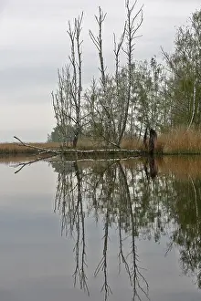 Peenetal Nature Park Germany Prints: Bare trees reflected in a cloudy river