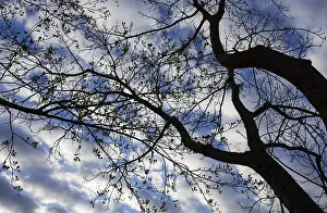 Salzkammergut Scenery Prints: Bare trees against the sky, branches
