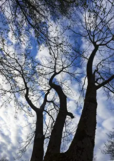 Austrian Countryside Scene Prints: Bare trees against the sky, branches