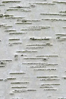 Close Up Nature Images Prints: Bark of a aspen