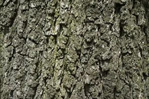 German Federal Republic Trees Prints: Bark, bark of an oak (Quercus)