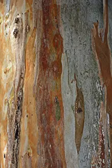 Tree Trunk Texture Prints: Bark of a Eucalyptus (Eucalyptus)
