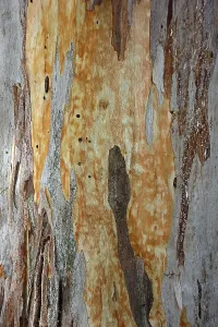 Europe's Natural Wonders Prints: Bark of a Eucalyptus (Eucalyptus)