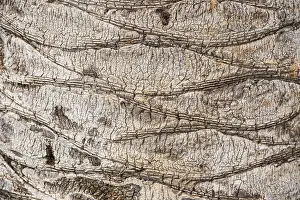 Tree Trunk Texture Prints: Bark of a palm (Palmae), detail
