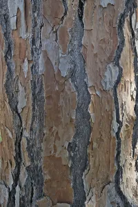 Andalusia Spain Photography Prints: Bark of a pine tree (Pinus pinaster)