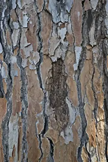 Pine Tree Bark Prints: Bark of a pine tree (Pinus pinaster)