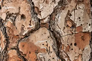 Pine Tree Bark Prints: Bark of a pine tree (Pinus pinea)