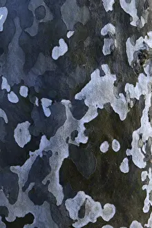 Uninhabited Forest Landscape Prints: Bark of a plane tree (Platanus)