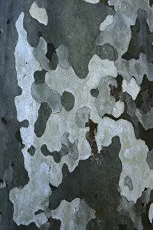 Deciduous Tree Trunk Prints: Bark of a plane tree (Platanus)