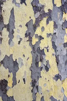 Deciduous Tree Europe Prints: Bark of a plane tree (Platanus)