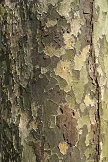 Plane Tree Bark Prints: Bark of a Plane tree (Platanus sp)