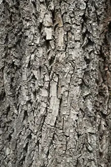 Deserted German Forest Scene Prints: Bark of a Walnut tree (Juglans sp)