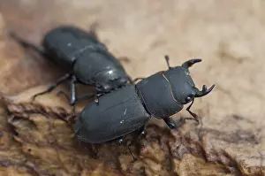 Stag Beetle Prints: Print of Dorcus parallelipipedus, Lesser Stag Beetle