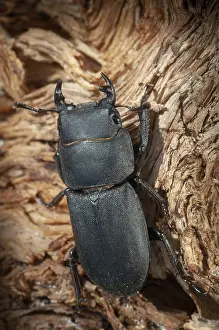 Natural Environment Wildlife Photos Prints: Barkschroter, Dorcus parallelipipedus