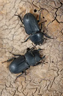 Stag Beetle Prints: Dorcus parallelipipedus Print - Lesser Stag Beetle
