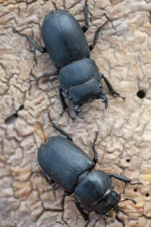 Stag Beetle Prints: Dorcus parallelipipedus Print - Female Lesser Stag Beetle