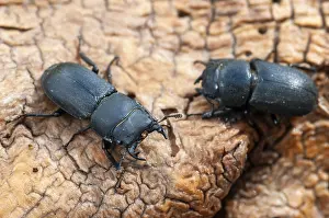 Stag Beetle Prints: Print of Dorcus parallelipipedus, Lesser Stag Beetle