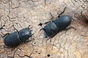 Stag Beetle Prints: Dorcus parallelipipedus Print, Female Lesser Stag Beetle