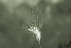 Grain Ear Photography Prints: Barley