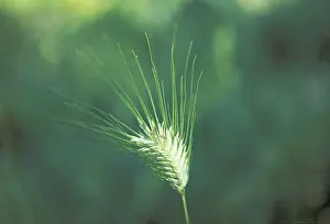 Grain Ear Photography Prints: Barley