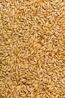Close Up Barley Prints: Barley