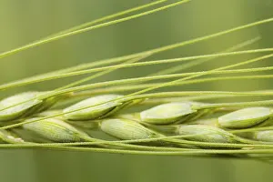 Grainfield Photography Prints: Barley