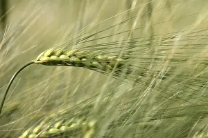 Barley Field Prints: Barley