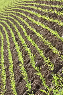 True Grasses Prints: Barley