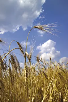 Cereal Cultivation Prints: Barley field