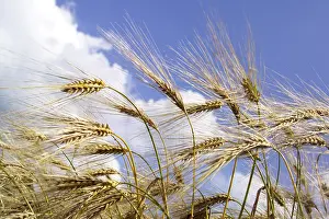Grain Cultivation Prints: Barley field