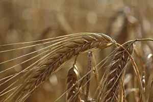 Deserted Farm Landscape Prints: Barley (Hordeum vulgate) with ears