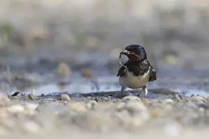 Bird Collecting Nesting Material Prints: Barn swallow collecting nesting material
