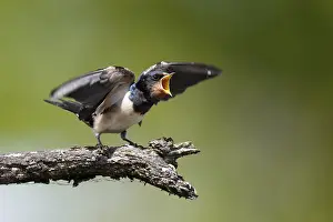 Barn Swallow Prints: Barn swallow (Hirundo rustica)