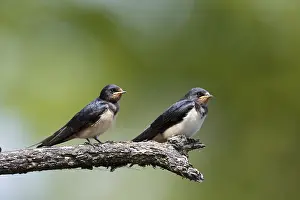 Barn Swallow Prints: Barn swallow (Hirundo rustica)