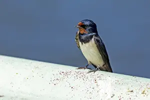 Barn Swallow Prints: Barn swallow (Hirundo rustica)