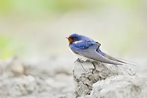 German Wildlife Photos Prints: Barn Swallow (Hirundo rustica)