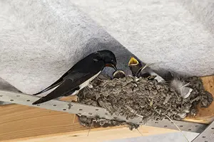 Barn Swallow Europe Prints: Barn Swallow (Hirundo rustica)