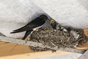 Central European Wildlife Images Prints: Barn Swallow (Hirundo rustica)