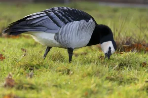 Animal Feed Prints: Barnacle Goose
