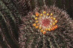 Fuerteventura Landscape Prints: Barrel Cactus (Echinocactus) with small