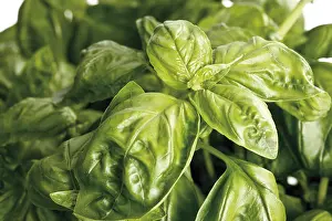 Lamiaceae Family Plants Prints: Basil